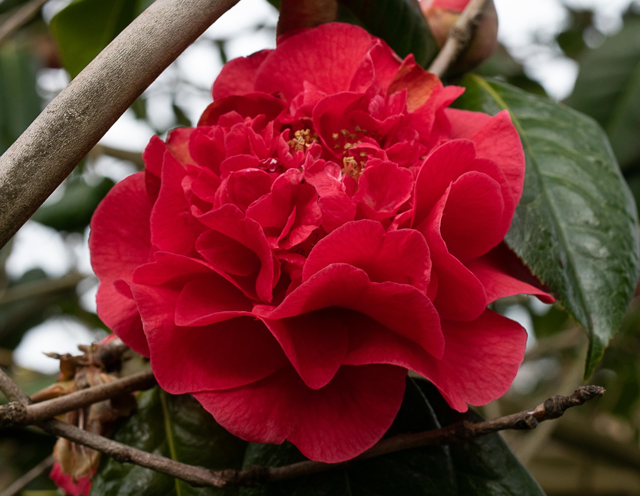 C. 'Dr. Clifford Parks' AGM